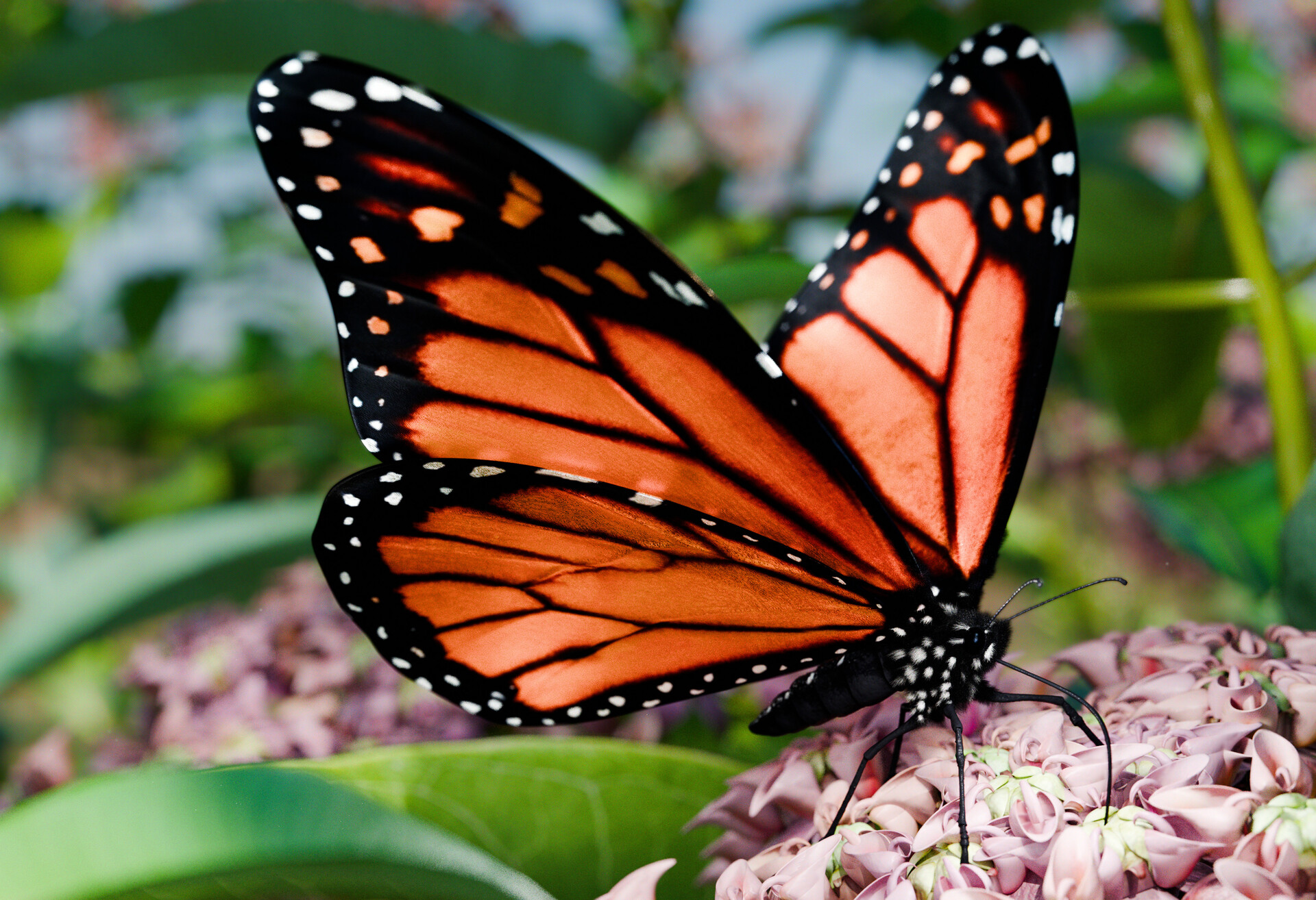 Monarch Butterfly